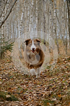 Concept of active pets outside. Brown Australian Shepherd dog walks in autumn forest along trail of yellow fallen leaves