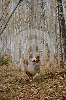 Concept of active pets outside. No people. Brown Australian Shepherd dog walks in autumn forest along trail of yellow