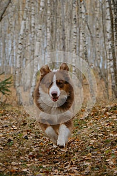 Concept of active pets outside. No people. Brown Australian Shepherd dog walks in autumn forest along trail of yellow