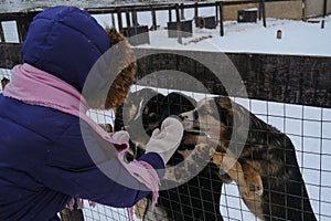 A girl in mittens chooses puppy behind fence of aviary. Alaskan husky kennel. The concept of adopting pets from shelter.