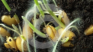 Concept of agriculture and farming. Germination of wheat seeds in soil