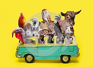 Concept animals in the retro toy car, summer vacations