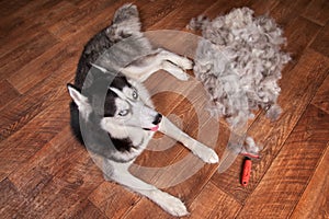 Concept annual molt, coat shedding, moulting dogs. Siberian husky lies on wooden floor next to piles wool and red rakers brush.