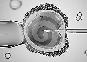 Concept of artificial insemination or fertility treatment. Image photo