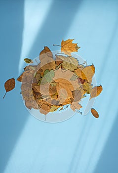 Concept with autumn dry leaves over background. Top view floral autumn composition with dry fall leaves on a blue paper