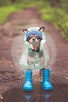 Concept of autumn and rain. Funny dog in a hat, rubber boots and raincoat standing in a puddle on a forest path, portrait