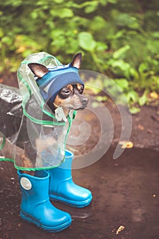 Concept of autumn and rain.  Funny dog in a hat, rubber boots  and raincoat standing in a puddle on a forest path,  portrait