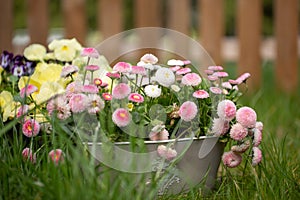 Beautiful daisies in a rustic metal pot on green grass. gardening concept
