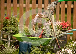 Pouring a stream of water from a watering can. Wheelbarrow with Gardening tools in the garden
