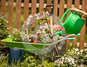 Pouring a stream of water from a watering can. Wheelbarrow with Gardening tools in the garden