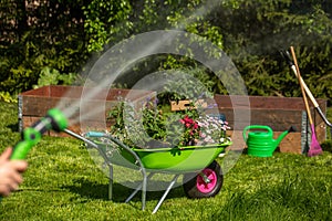 Wheelbarrow with Gardening tools in the garden. watering in the garden