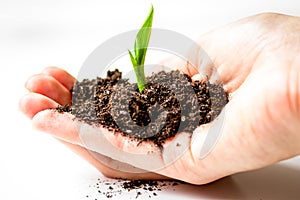 Concept birth of idea- sprout from soil on white background