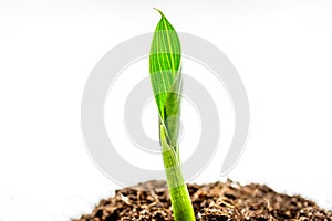 Concept birth of idea- sprout from soil on white background