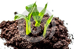 Concept birth of idea- sprout from soil on white background