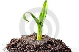 Concept birth of idea- sprout from soil on white background