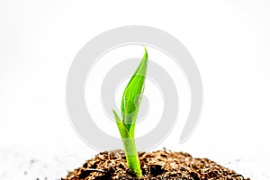 Concept birth of idea- sprout from soil on white background