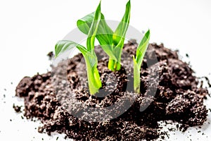 Concept birth of idea- sprout from soil on white background