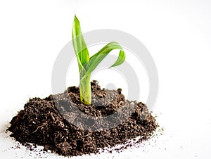 Concept birth of idea- sprout from soil on white background