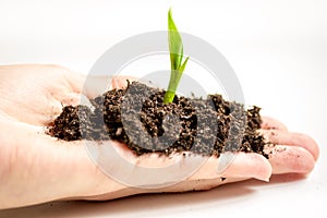 Concept birth of idea- sprout from soil on white background