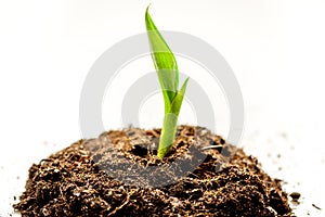 Concept birth of idea- sprout from soil on white background