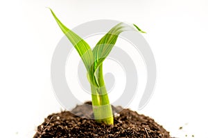 Concept birth of idea- sprout from soil on white background