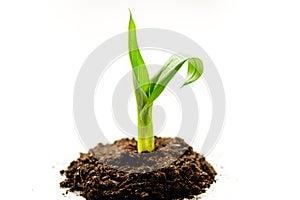 Concept birth of idea- sprout from soil on white background