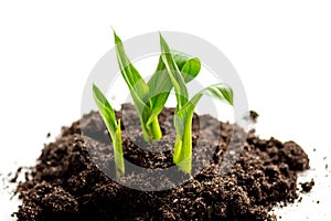 Concept birth of idea- sprout from soil on white background