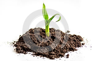 Concept birth of idea- sprout from soil on white background