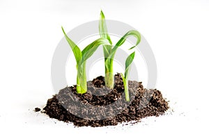 Concept birth of idea- sprout from soil on white background