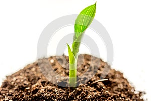 Concept birth of idea- sprout from soil on white background