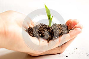 Concept birth of idea- sprout from soil on white background