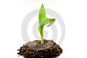 Concept birth of idea- sprout from soil on white background