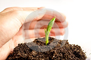 Concept birth of idea- sprout from soil on white background