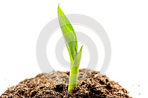 Concept birth of idea- sprout from soil on white background