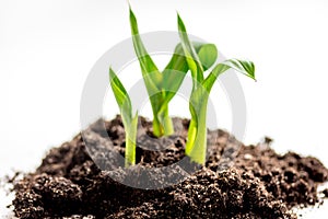 Concept birth of idea- sprout from soil on white background