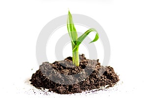 Concept birth of idea- sprout from soil on white background