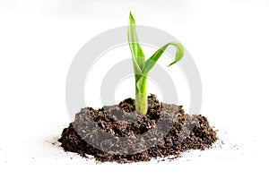 Concept birth of idea- sprout from soil on white background