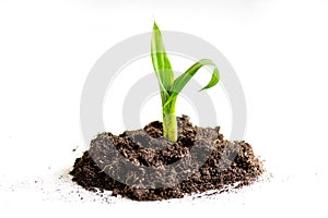 Concept birth of idea- sprout from soil on white background