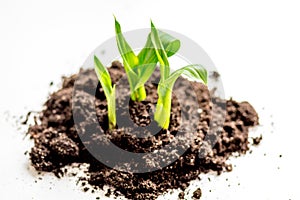 Concept birth of idea- sprout from soil on white background