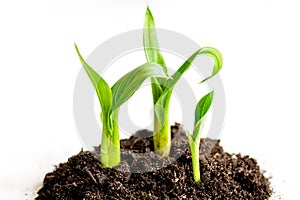 Concept birth of idea- sprout from soil on white background