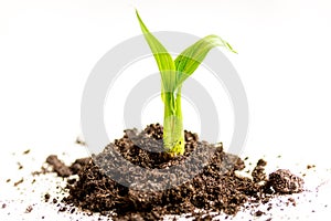 Concept birth of idea- sprout from soil on white background