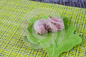 The concept of birth. Newborn baby rat lies on a green leaf