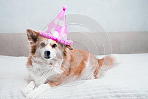 Concept for birthday, celebration. Dog face close-up in a pink cap