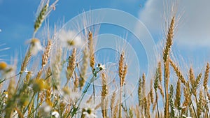 Concept of bread and agriculture. Wheat crop sways on field against blue sky. Amber waves of wheat grain blowing in wind