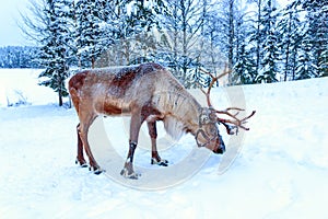 Concept Christmas and New Year:  beautiful adult deer scientific name Rangifer tarandus in the snow. Winter in Finland.