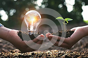 concept clean energy in nature. hand holding light bulb and small tree