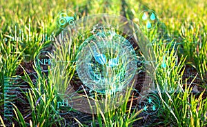 The concept of collecting data on plant growth on the farmerâ€™s field; their processing and analysis in order to improve