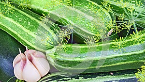 concept of collecting green zucchini, cucumber, dill and garlic crops. close up