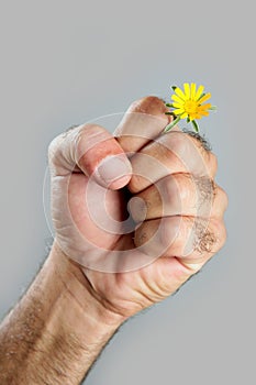 Concept and contrast of hairy man hand and flower