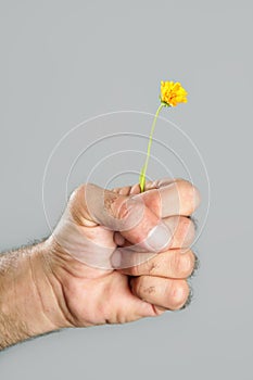 Concept and contrast of hairy man hand and flower